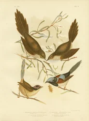 Oiseau à soies, 1891